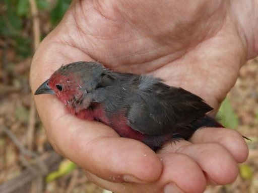 Kulikoro firefinch. A photo of the first live observation for Senegal, 2011.