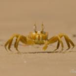 Why are you crawling around in the sand? I'll keep an eye (or two) on you. (F. Quist)