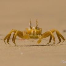 Why are you crawling around in the sand? I'll keep an eye (or two) on you. (F. Quist)