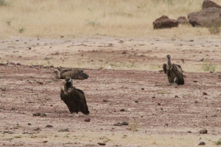 Black Vulture / Vautour moine