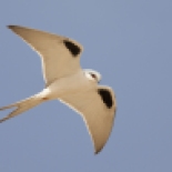 Swallow-tailed Kite / Elanion naucler (S. Cavailles)