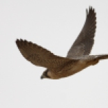 Barbary Falcon / Faucon de Barbarie (S. Cavailles)