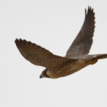 Barbary Falcon / Faucon de Barbarie (S. Cavailles)