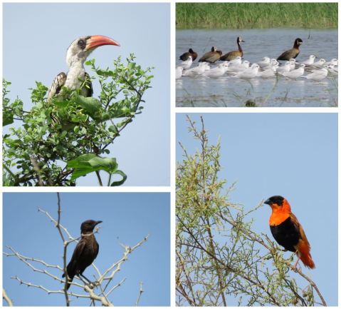  Western Red-billed Hornbill, Gull-billed Terns and White-faced Ducks, Northern Red Bishop, Anteater Chat