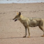 African Wolf (formerly known as Golden Jackal) / Loup d'Afrique (Chacal dore), Palmarin, nov. 2015 (B. Piot)