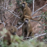 Guinea Baboons / Babouins de Guinee (S. Cavailles)