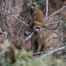 Guinea Baboons / Babouins de Guinee (S. Cavailles)