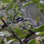 Yellow-rumped Tinkerbird / Barbion à croupion jaune (S. Cavailles)