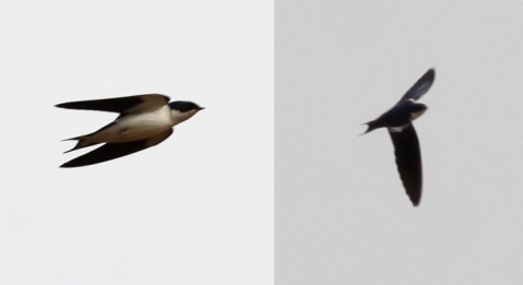 Hirondelle à ailes tachetées - Pied-winged Swallow
