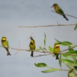 Little Bee-eater / Guepier nain, Technopole dec.. 2016 (B. Piot)