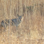African Wolf / Loup d'Afrique, Guereo (B. Piot)