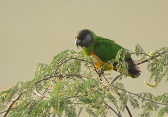Senegal Parrot / Perroquet youyou
