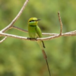 Little Green Bee-eater / Guepier d'Orient, PNLB, avril 2016 (B. Piot)