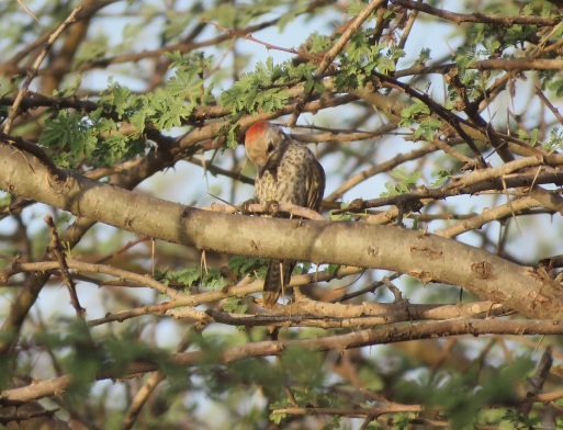 Little Grey Woodpecker / Pic gris