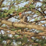 Little Grey Woodpecker / Pic gris, Gandiolais avril 2016 (B. Piot)