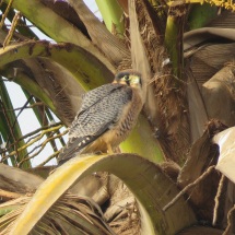 Red-necked Falcon / Faucon chiquera, Technopole, April 2016 (B. Piot)