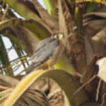 Red-necked Falcon / Faucon chiquera, Technopole, April 2016 (B. Piot)