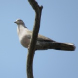 Eurasian Collared-Dove / Tourterelle turque, Parc de Hann, Dakar, May 2016 (B. Piot)