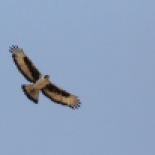 African Hawk-Eagle / Aigle fascié, Boundou réserve (J. Delannoy)