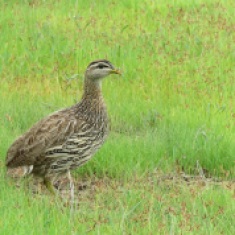 Double-spurred Francolin / Francolin a doubles eperons, Palmarin, August 2016 (B. Piot)