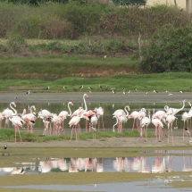 Greater Flamingo / Flamant rose, Technopole, 6 August 2016 (B. Piot)