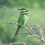 Blue-cheeked Bee-eater / Guepier perse, PNLB, Sept. 2016 (B. Piot)