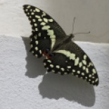 Citrus Swallowtail, Dakar, Oct. 2016 (B. Piot)