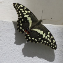 Citrus Swallowtail, Dakar, Oct. 2016 (B. Piot)