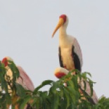 Yellow-billed Stork / Tentale ibis, Ziguinchor, Oct. 2016 (B. Piot)