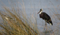 Cigogne épiscopale - Woolly-necked Stork