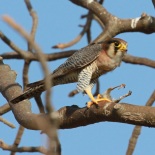 Red-necked Falcon / Faucon chicquera (A. Barbalat)