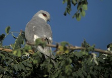 Elanion naucler - Swallow-tailed Kite (S. Cavaillès)