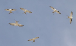 Elanions nauclers - Swallow-tailed Kites