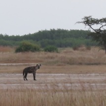 Spotted Hyena / Hyene tachetee, Palmarin, Nov. 2016 (B. Piot)