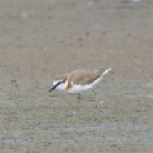 White-fronted Plover / Gravelot a front blanc, Palmarin, Nov. 2016 (B. Piot)
