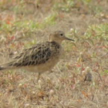 Buff-breasted Sandpiper / Becasseau rousset