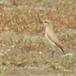 Isabelline Wheatear / Traquet isabelle, Lac Rose, Jan. 2017 (B. Piot)
