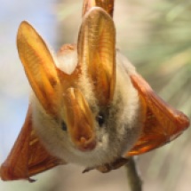 Yellow-winged Bat (Lavia frons), Lac Rose, Jan. 2017 (B. Piot)