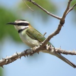 White-throated Bee-eater / Guêpier à gorge blanche, Diembering (B. Piot)