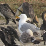 Yellow-legged Gull / Goéland leucophée, Technopole, March 2017 (B. Piot)