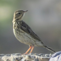 Tree Pipit / Pipit des arbres, Technopole, May 2016 (B. Piot)