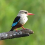 Grey-headed Kingfisher / Martin-chasseur a tete grise, Toubacouta, June 2017 (B. Piot)