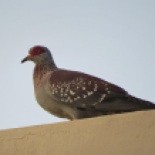 Speckled Pigeon / Pigeon roussard (B. Piot)