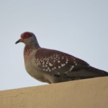 Speckled Pigeon / Pigeon roussard (B. Piot)