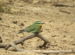 Blue-cheeked Bee-eater / Guêpier perse