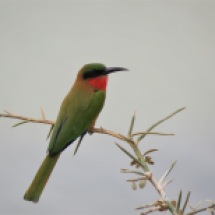 Red-throated Bee-eater / Guepier a gorge rouge, Garamadji Sare, Dec. 2017