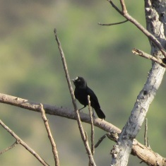 White-fronted Black Chat / Traquet a front blanc