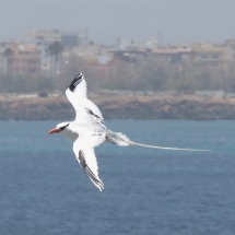 Red-billed Tropicbird / Phaeton a bec rouge, devant la Corniche Ouest de Dakar (B. Piot)