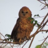 Pel's Fishing Owl / Chouette-pecheuse de Pel (B. Piot)