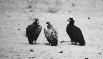 Vroege - Cinereous Vulture Louga-Touba 20050223